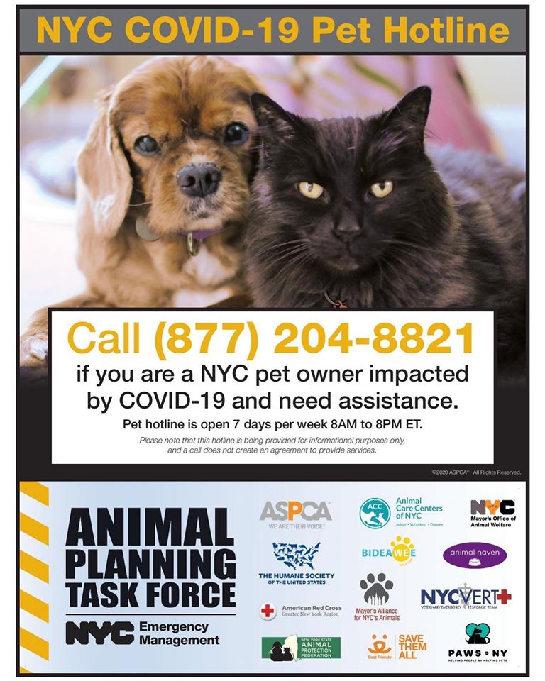 NYC Launches COVID-19 Pet Hotline to Provide Support for Animals During  Pandemic - Best Pet RX